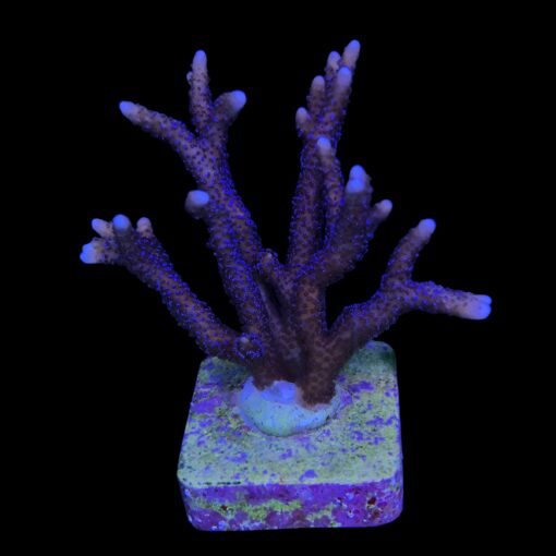Montipora Digitada Blue German M