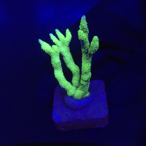 Montipora Digitada Green M