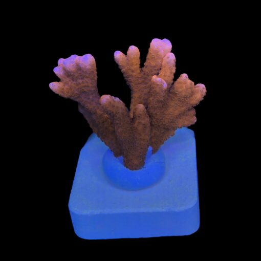 Montipora Digitada Laranja M