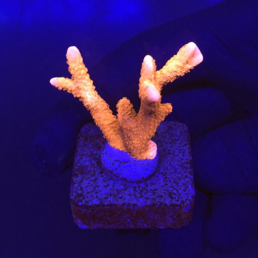 Montipora Digitada Laranja M