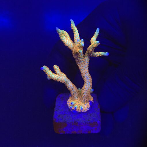 Montipora Forest Fire G