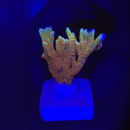 Montipora Forest Fire M