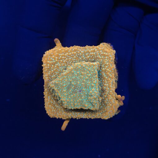 Montipora Sky on Fire M
