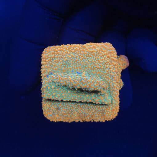 Montipora Sky on Fire M