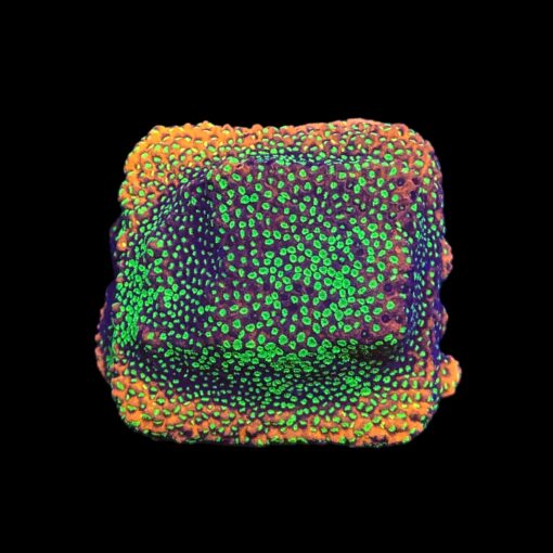 Montipora Sunset M