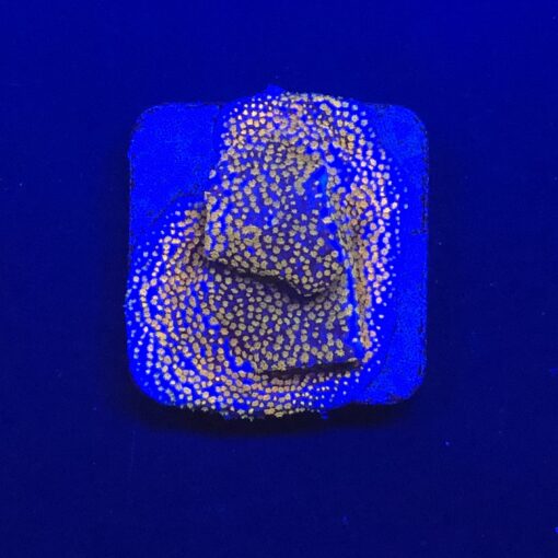 Montipora Superman M