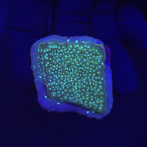 Montipora Undata Purple M
