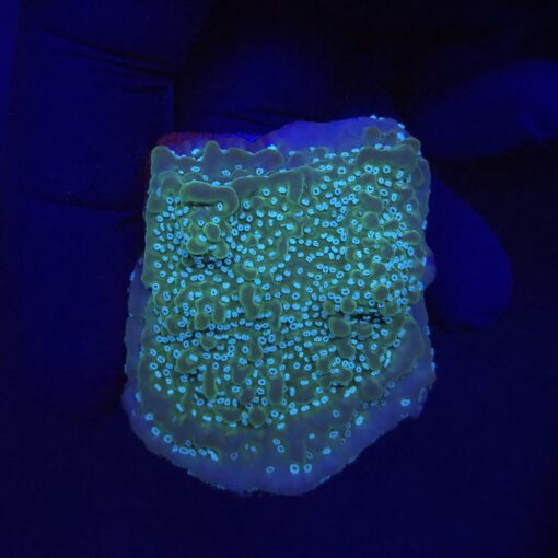 Montipora Undata Purple M