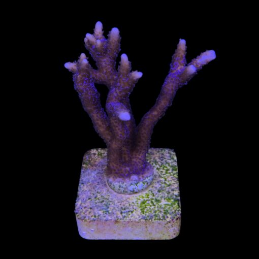 Montipora Digitada Blue German M