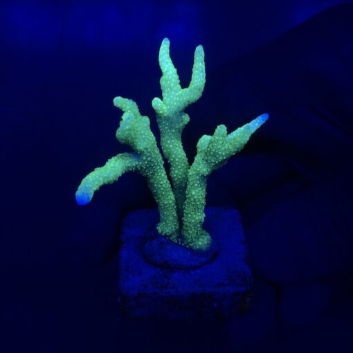 Montipora Digitada Green M