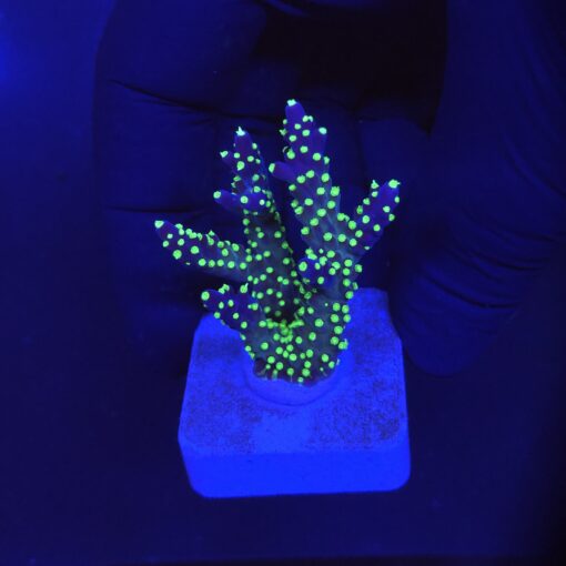Nana Purple Neon Polyps M