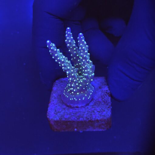 Nana Purple Neon Polyps M