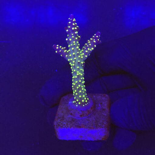 Nana Purple Neon Polyps M
