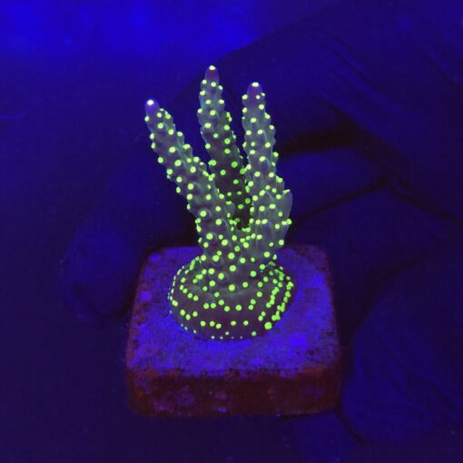 Nana Purple Neon Polyps M