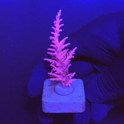 Pink Dragon M