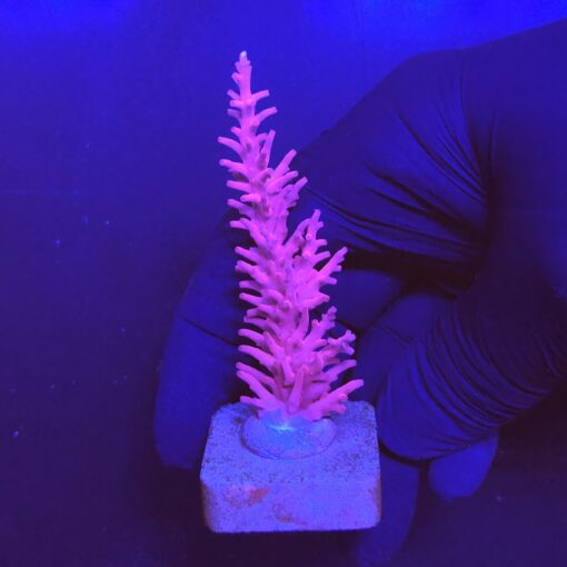 Pink Dragon M