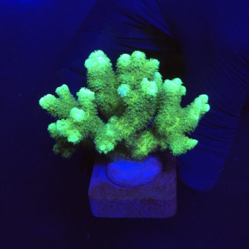 Pocillopora Green G