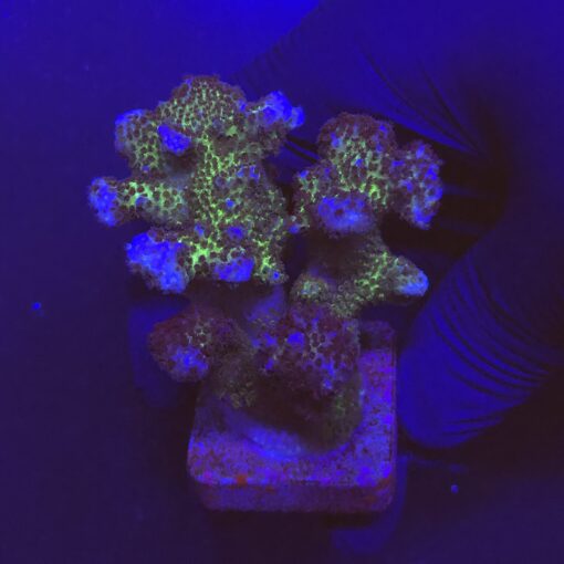Pocillopora Pink G