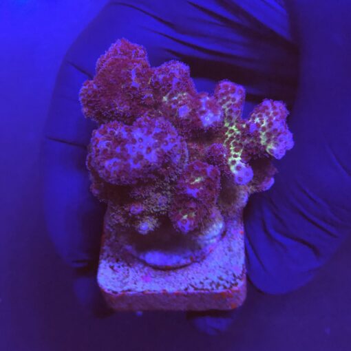 Pocillopora Pink M