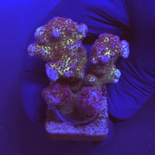 Pocillopora Pink M