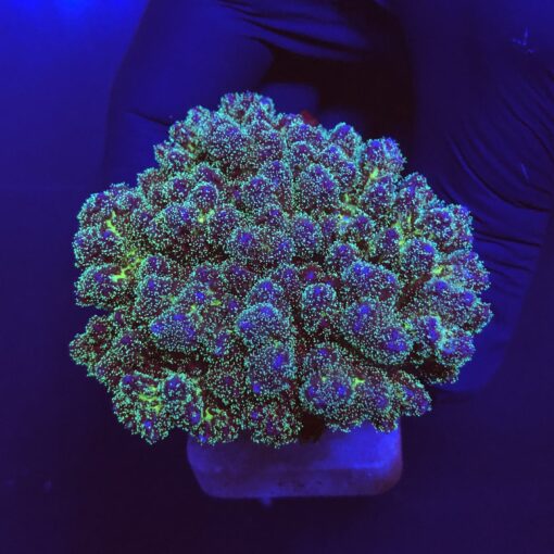 Pocillopora Purple Mini Colônia