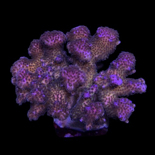 Pocillopora Pink Mini Colônia