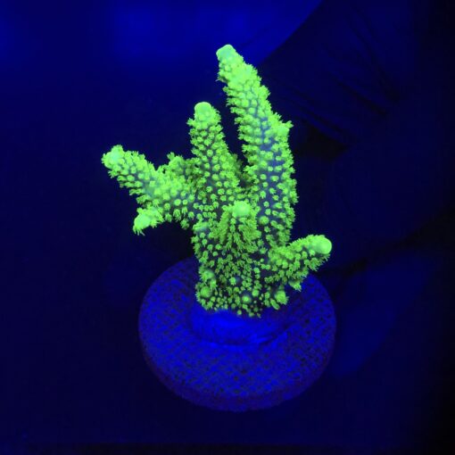 Salmoensis Green G