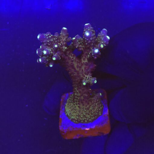 Salmoensis Purple G
