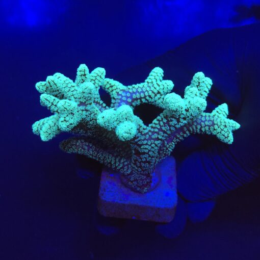 Seriatopora Caliendrum Mini Colônia
