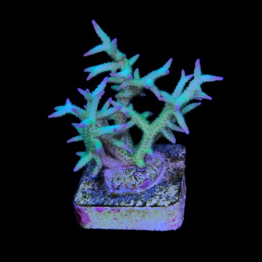SE154M Seriatopora Ponape M