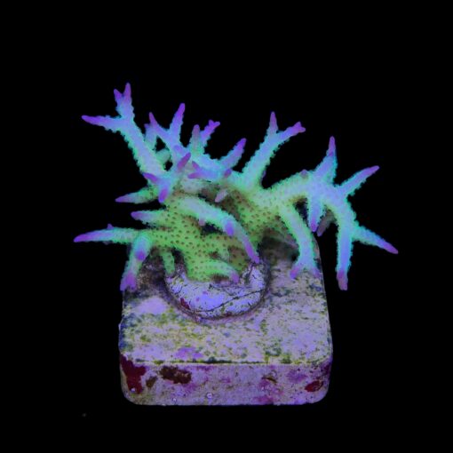 Seriatopora Ponape M