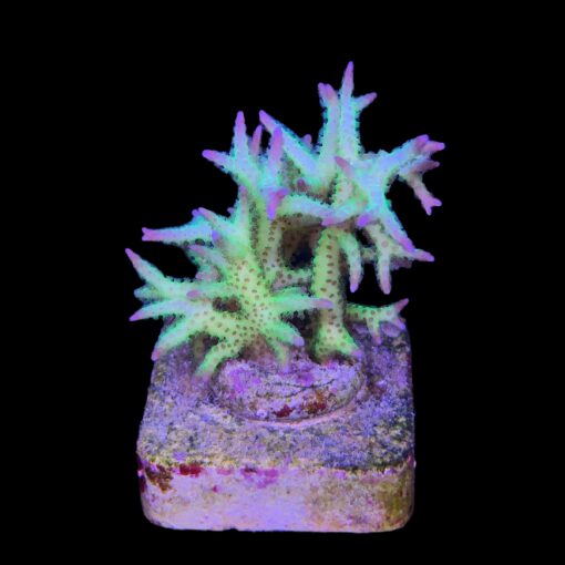 Seriatopora Ponape M