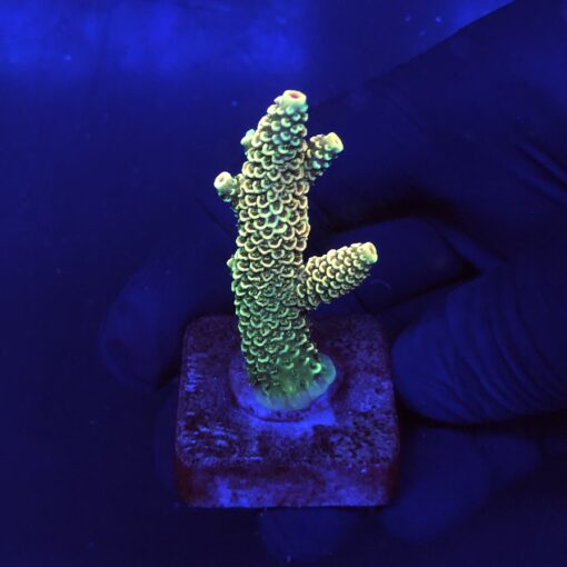 Spathulata Golden M