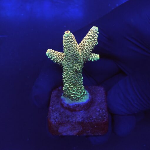 Spathulata Golden M