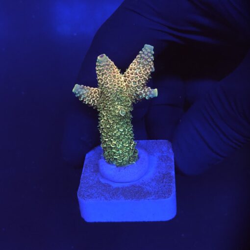 Spathulata Golden M