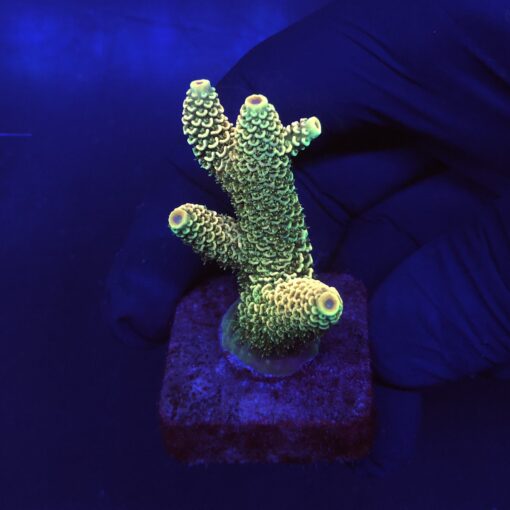 Spathulata Golden M
