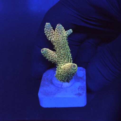Spathulata Golden M