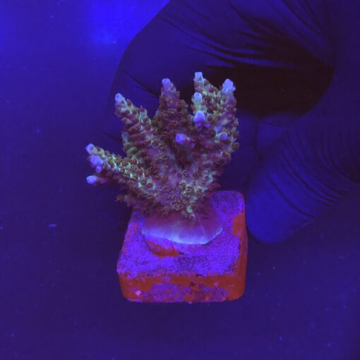Subulata Purple M