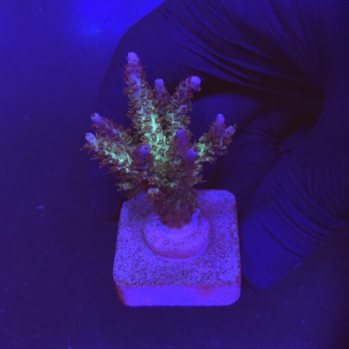 Subulata Purple M