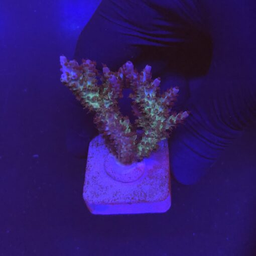 Subulata Purple M