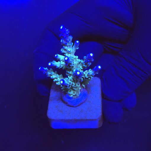 OR Tenuis Blue Ice M