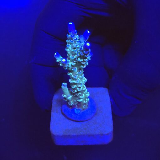 OR Tenuis Blue Ice M