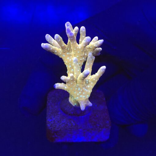 Tropicana Anacropora M