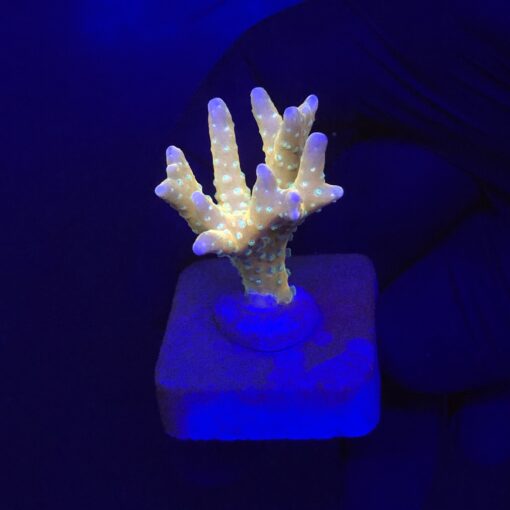 Tropicana Anacropora M