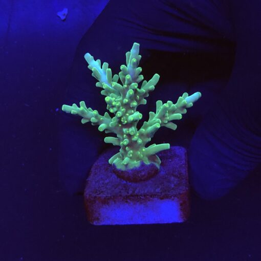 Turak Green M