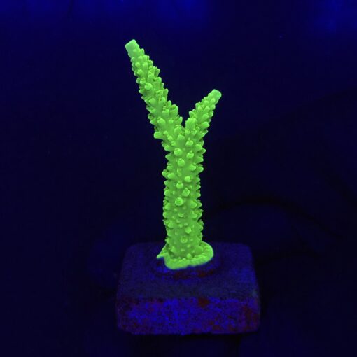 Yongei M