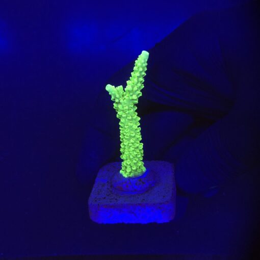 Yongei M