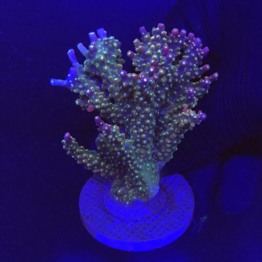 Insignis Mini Colônia