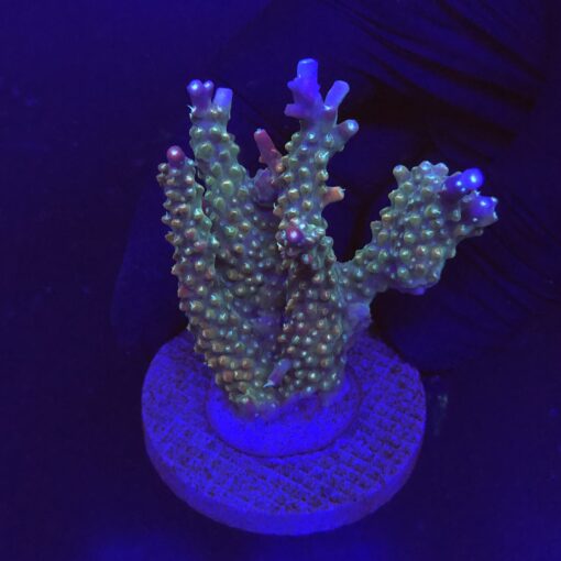 Insignis G