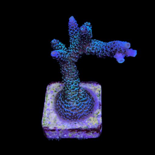 Millepora Blue M